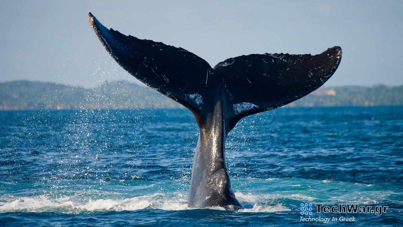 tail of a humpback whale in the ocean sticking out of the waves