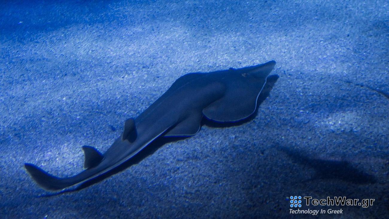 Bowmouth guitarfish on the bottom of sea