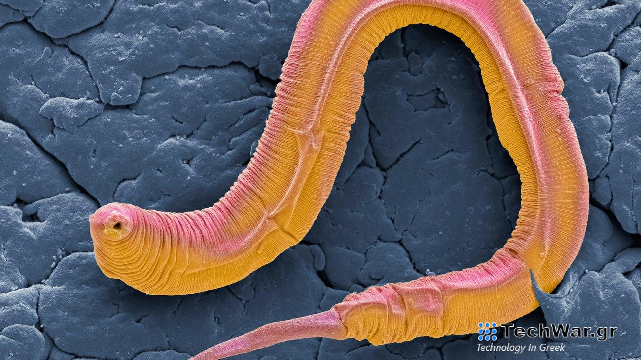 an orange and pink work