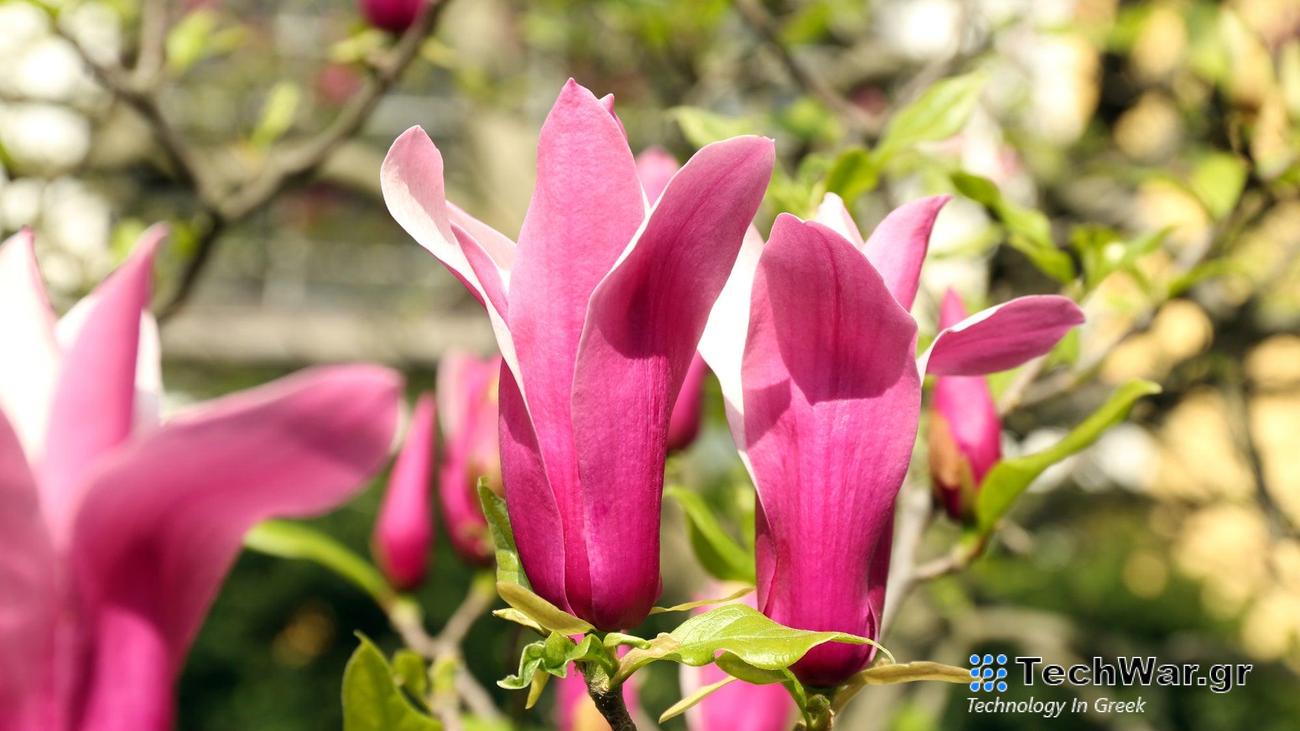 Climate change complicates plant choices and care. Early flowering and late freezes can kill flowers like these magnolia blossoms.