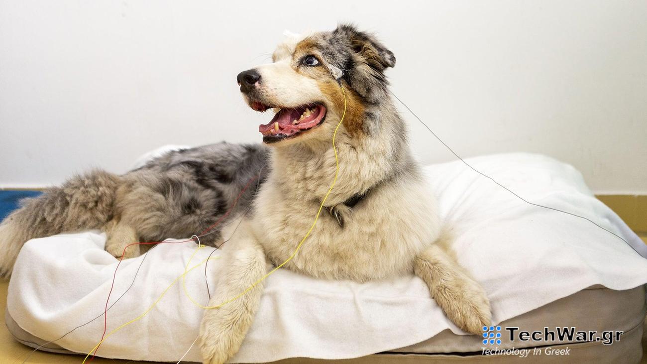 a photograph of a dog EEG experimental setup