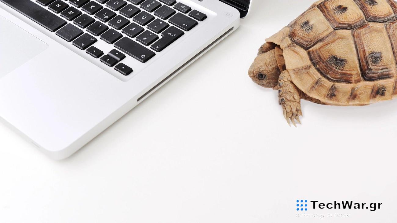 a turtle next to a laptop keyboard