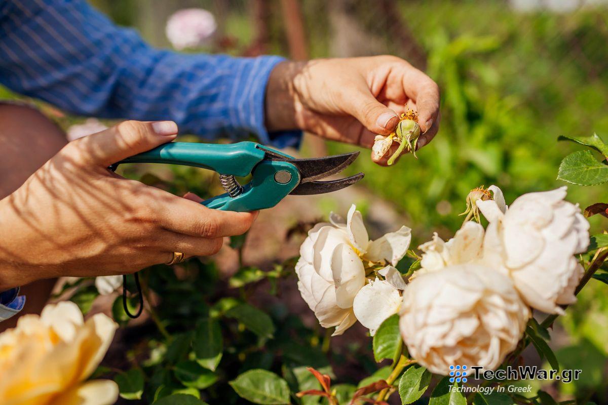 Pruning roses