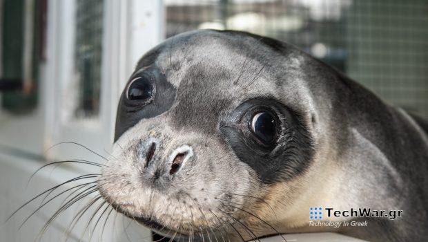 Μεσογειακή Φώκια: Ενώνουμε δυνάμεις για την προστασία της
